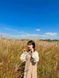 시흥갯골생태공원에서 가을분위기 즐기기🌾🧡