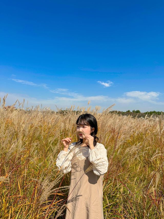 시흥갯골생태공원에서 가을분위기 즐기기🌾🧡