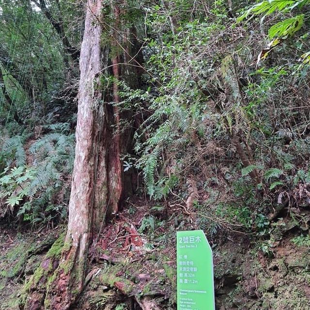 拉拉山神木群步道