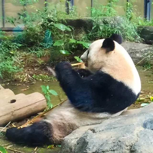 【上野】上野動物園