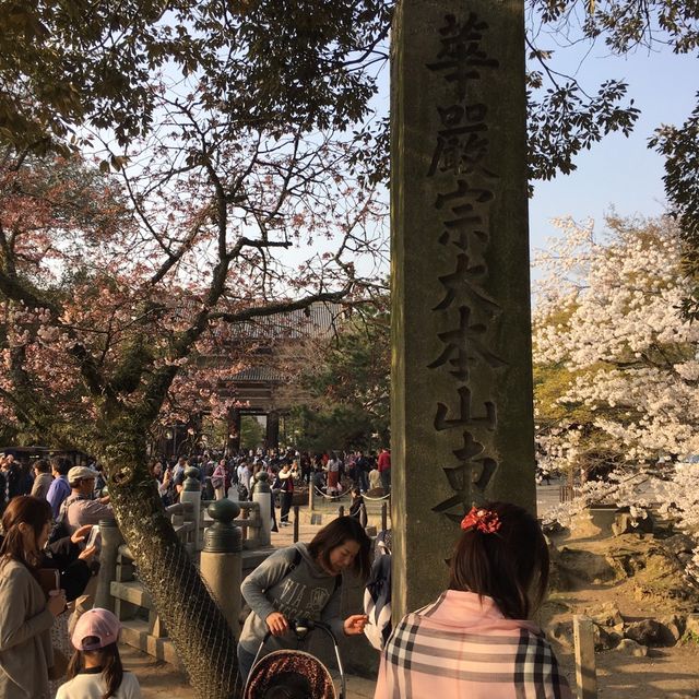 奈良｜東大寺周邊散策～跟小鹿一起看櫻花