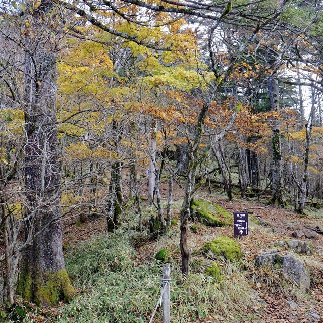 紅葉の大菩薩峠