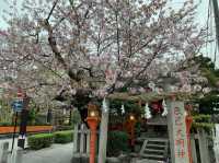 京都　KYOTO SAKURAめぐり❗️祇園白川の桜に感動❗️