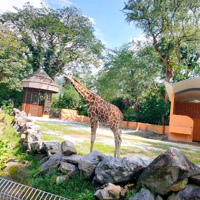 Family One day Trip in Zoo 🦒🐏🦌