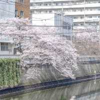 五反田駅近くの目黒川沿いの桜