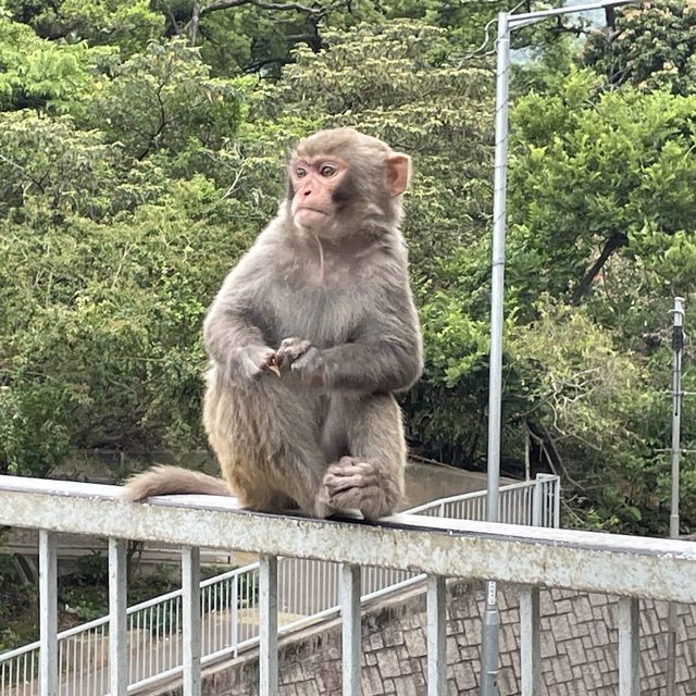九龍副水塘📸️遊水塘🐵影馬騮⛰️行山遠足