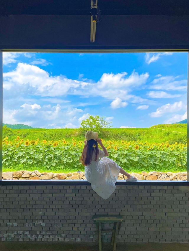 아직도 해바라기 못본 사람 없죠? 경주 해바라기 카페!