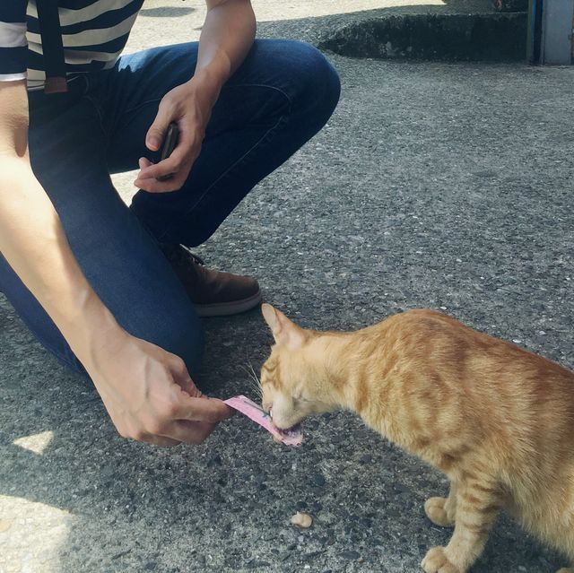 猴硐貓村 - 慢活的貓奴聖地