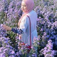 🌺 "ฮิมปิง ฟลาวเวอร์" แม่ริม เชียงใหม่🌺