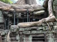 Ta Prohm Temple - Where trees have dominated