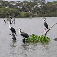 Savannah park  restaurant & camping naivasha 