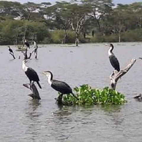 Savannah park  restaurant & camping naivasha 