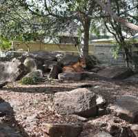 Visit Australia's animals 