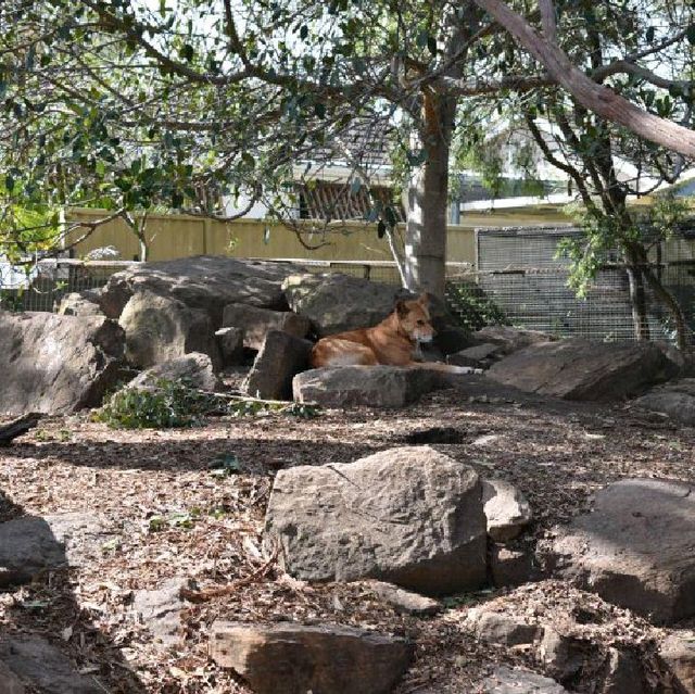 Visit Australia's animals 