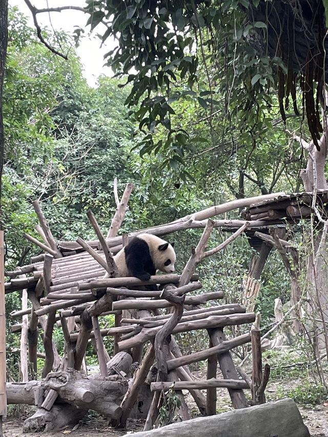 The cutest pandas in Chengdu! 