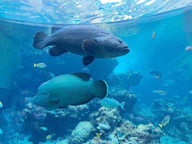 【沖縄】美ら海水族館