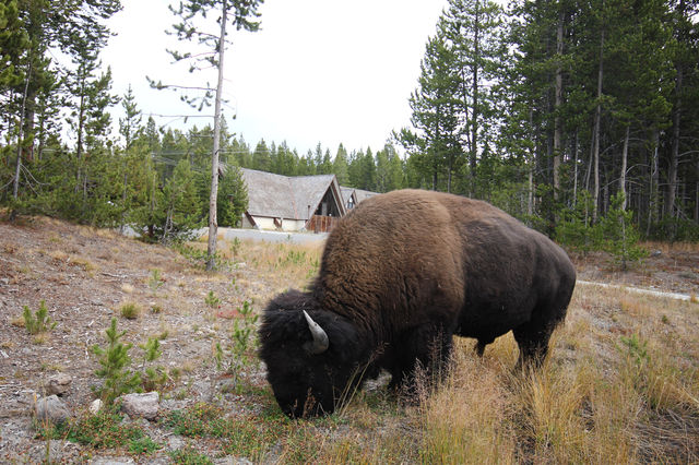 Yellowstone Lake in the United States is a place where people and nature coexist in peace.