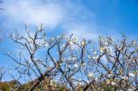 【Kyoto · Chishakuin · Red Plum Blossom · 2023】