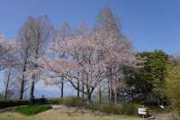 Shiga's beautiful cherry blossoms.