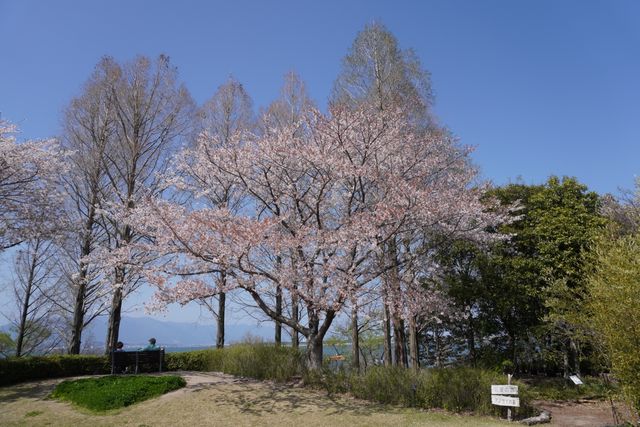 Shiga's beautiful cherry blossoms.