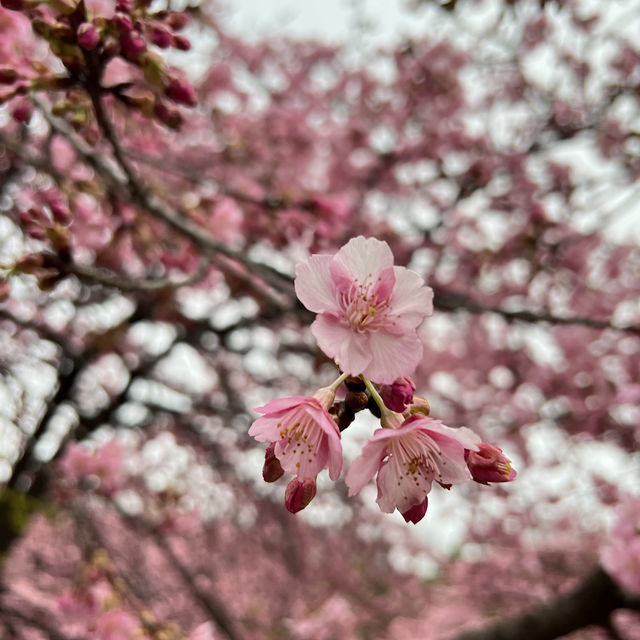 Tokyo | In the cold winter, the early cherry blossoms have quietly bloomed~