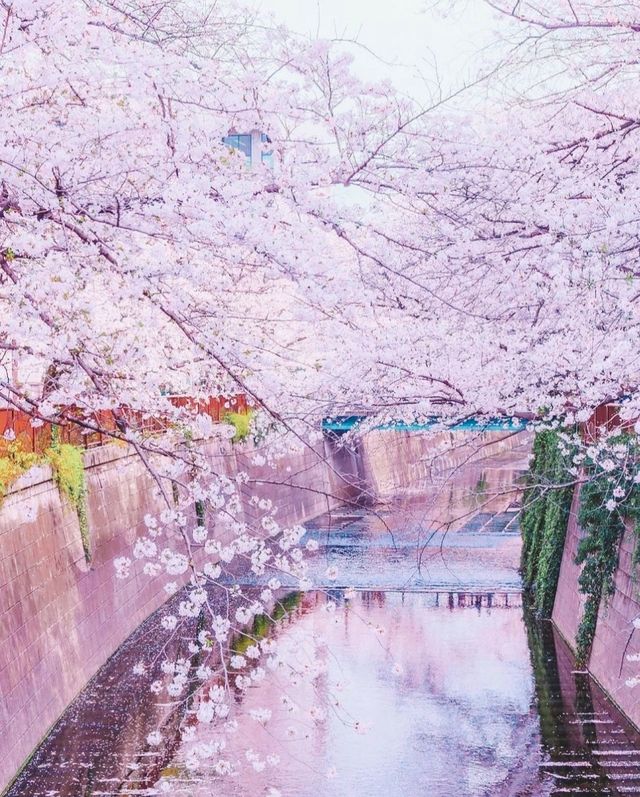 In 2023, continue the cherry blossom fate in Japan with the most comprehensive cherry blossom viewing guide!