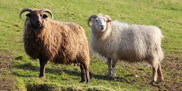 Eden Wool Gathering | DG8 8NS