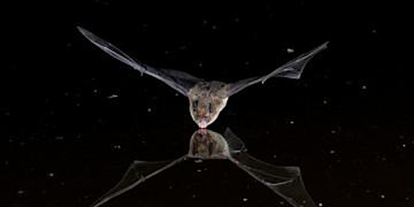 Spectacular bats experiences at Sheepleas | Shere Road Car Park