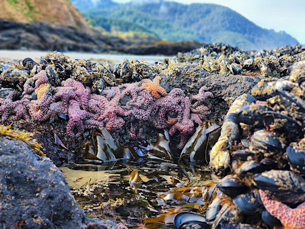 Bob Creek Tidepool Ambassador Tour | Bob Creek Wayside