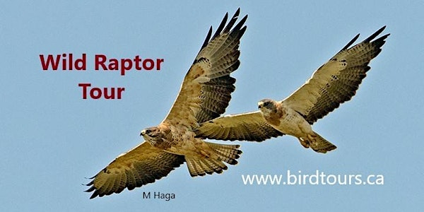Wild Raptor Tour | Wild Birds Unlimited