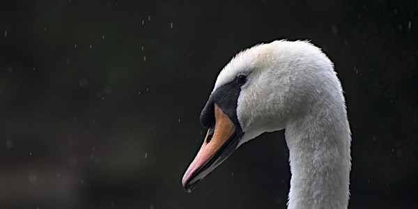 Winter Wildlife Talk: Swan Support - Nature Discovery Centre, Thursday 12 March | Nature Discovery Centre