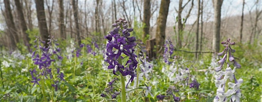 Long Hike with the Wildflowers | Floracliff Nature Sanctuary
