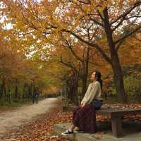 단풍과 억새가 기다려지는, 서울숲🍁