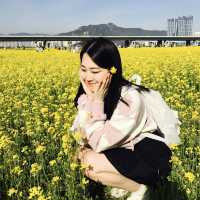 부산에서 가장 예쁜 유채꽃이 있는 대저생태공원