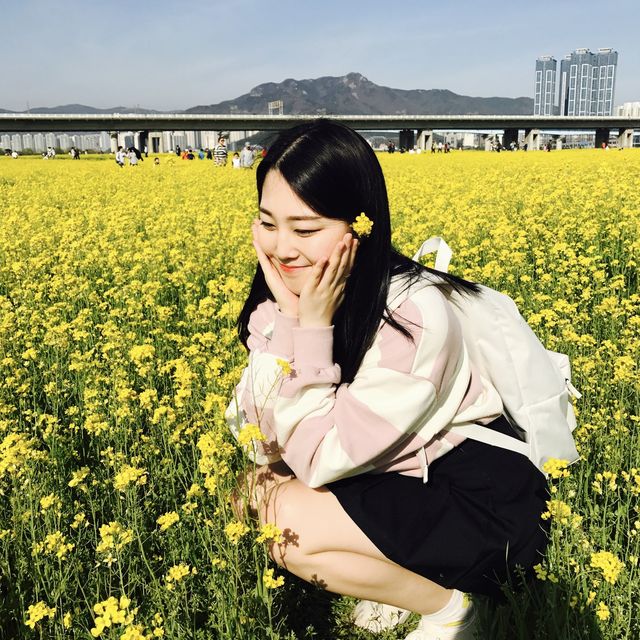 부산에서 가장 예쁜 유채꽃이 있는 대저생태공원