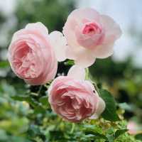 大公主在此👸🏻士林官邸💯不再錯過的美麗花園🌹🌷💐🌺🌸🌼🌻