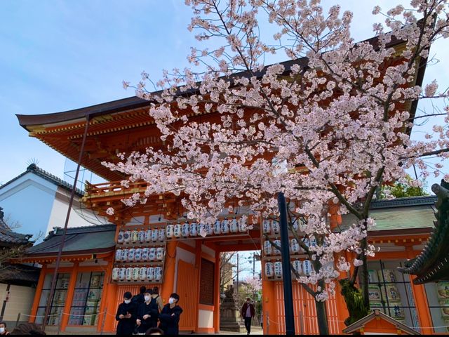 京都　SAKURA 桜めぐり❗️八坂神社の桜に感動❗️