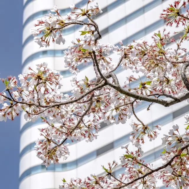 みなとみらい海沿いの桜並木