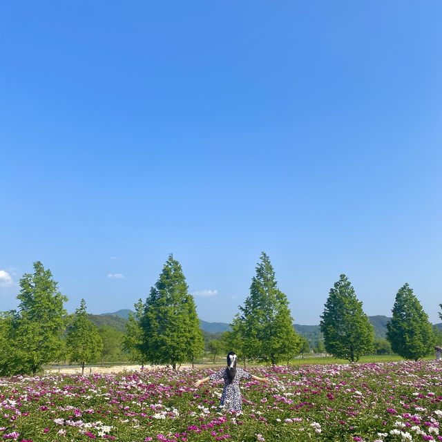 알록달록 끝없이 펼쳐지는 작약꽃밭🌺💗