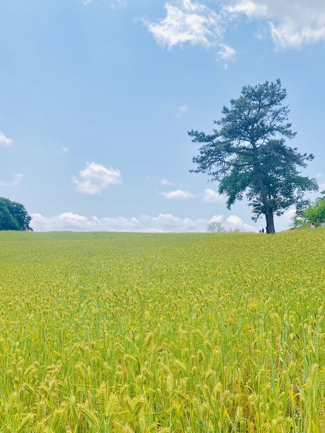 초록초록 윈도우 배경화면이 생각나는 카페🌾💚