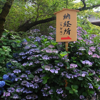 紫陽花觀賞勝地 高幡不動尊金剛寺 Trip Com 日野市trip Moments 貼文