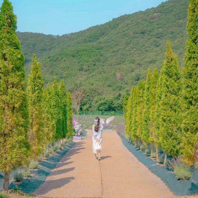 💜[부산, 라벤더팜]에서 인생샷찍는 꿀팁🍯