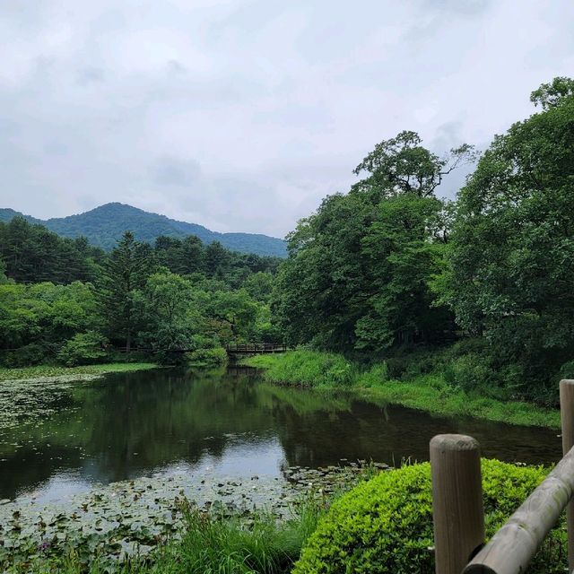 국립수목원에서 보내는 여름