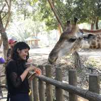 Amazing animal encounters at Chiang Mai Zoo