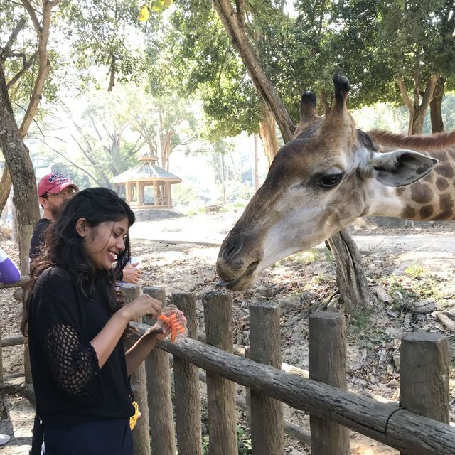 Amazing animal encounters at Chiang Mai Zoo