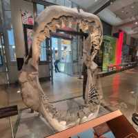 Smithsonian Museum of Natural History 