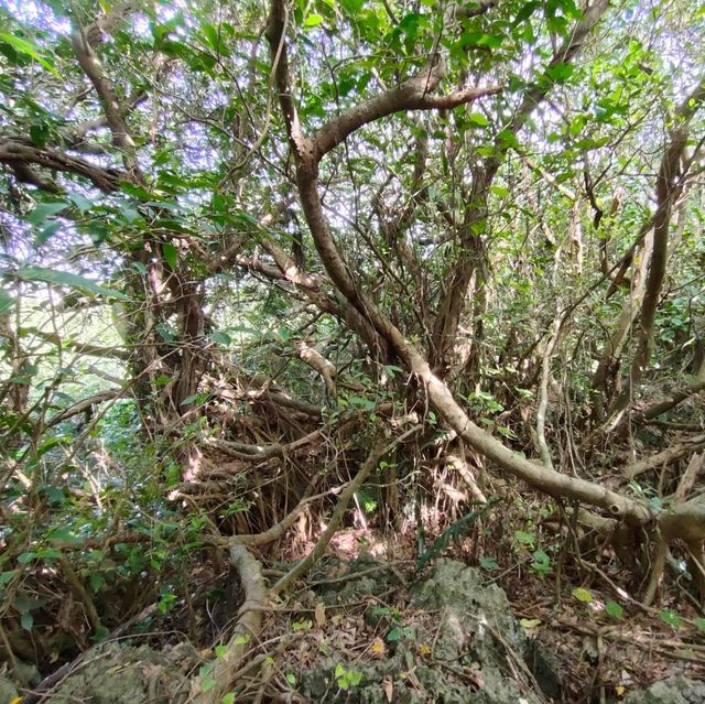 【沖縄 八重瀬】ホロホローの森✨✨🍁