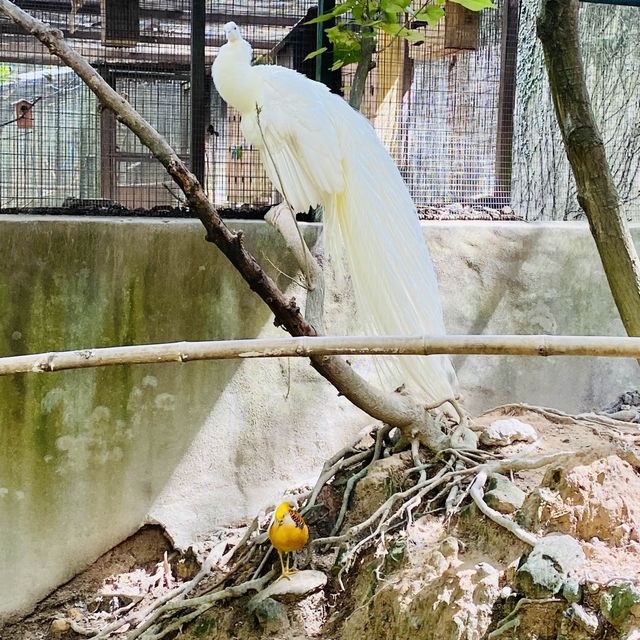 Petting zoo in KL city 