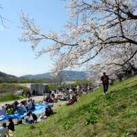 京都｜一起到背割提賞櫻野餐！