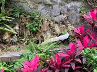 Edward Youde Aviary. 